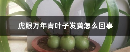 虎眼万年青叶子发黄怎么回事