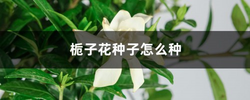 栀子花种子怎么种